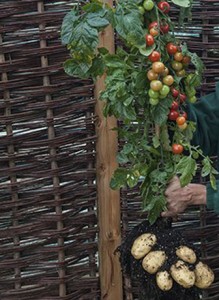 The TomTato: a tomato-potato hybrid.